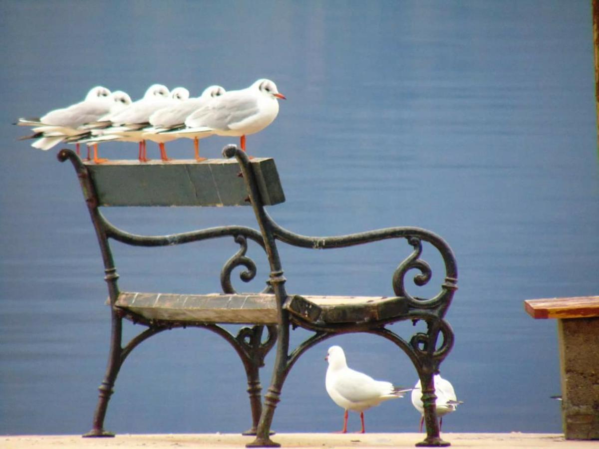 Villa D'Amore Montenegro Donji Morinj Εξωτερικό φωτογραφία
